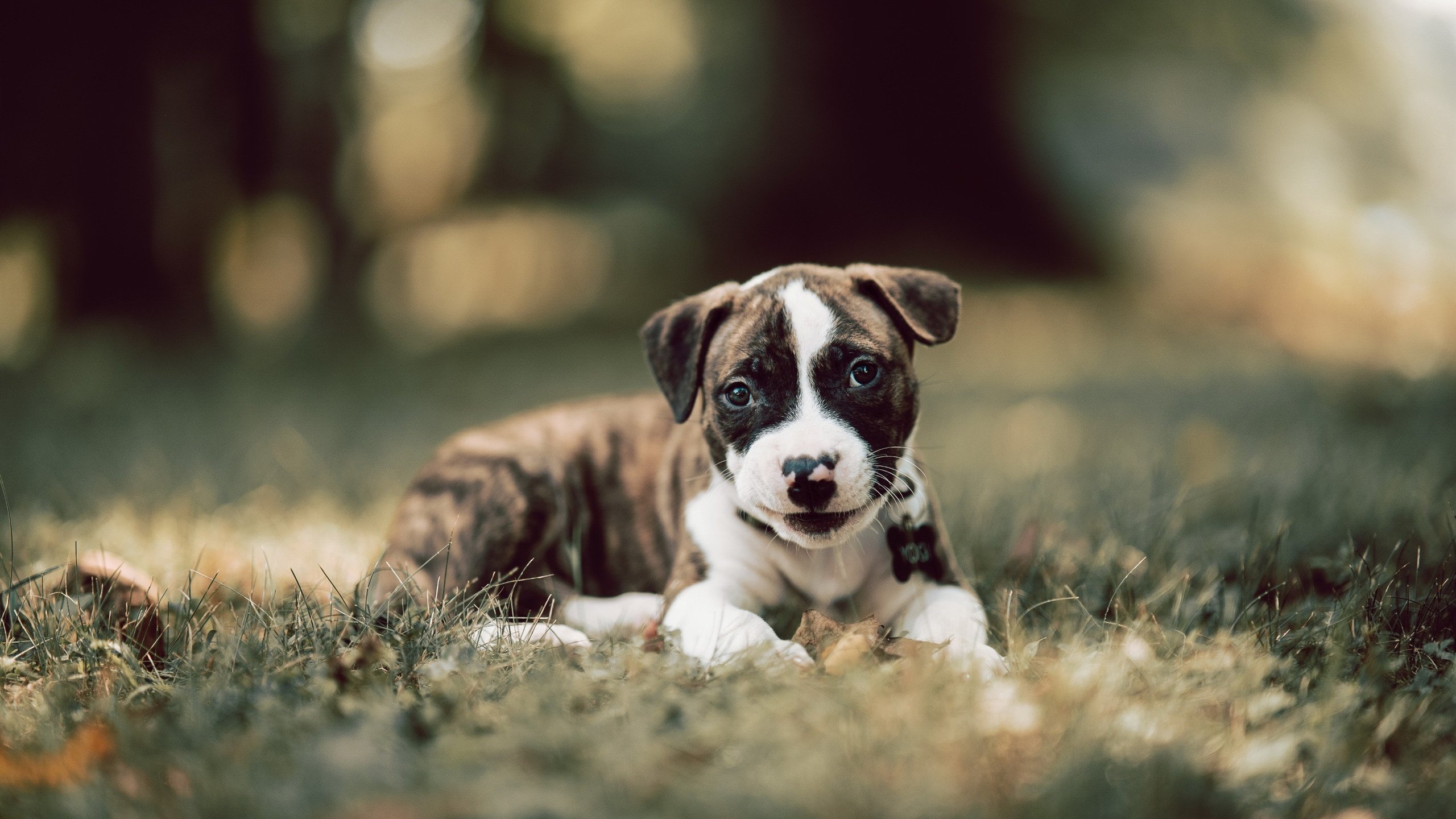 爱游戏大厅-当日耳曼战车撞上太极虎，横扫与火热的双重视角