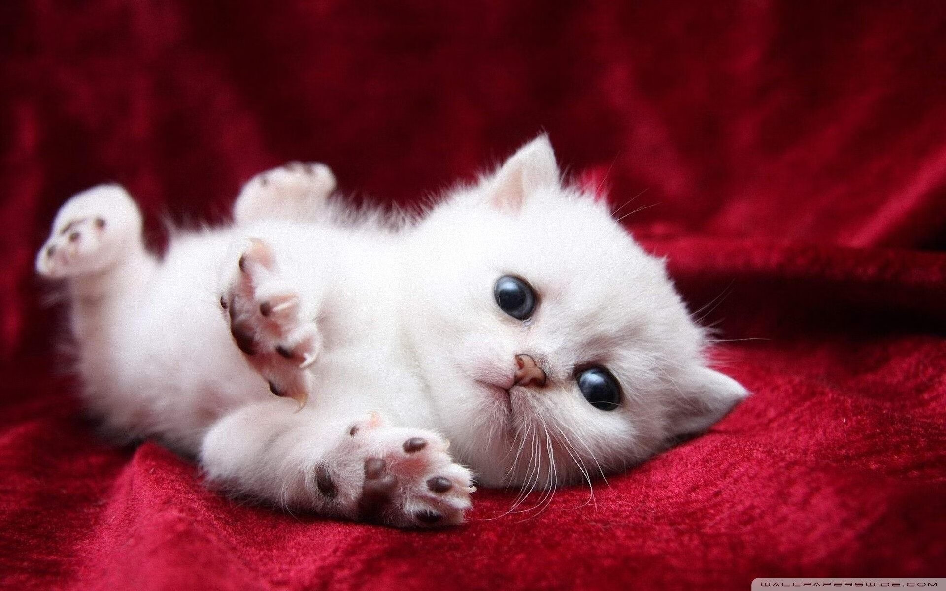 跨越时空的绝杀基因，葡萄牙的足球与张继科的乒乓