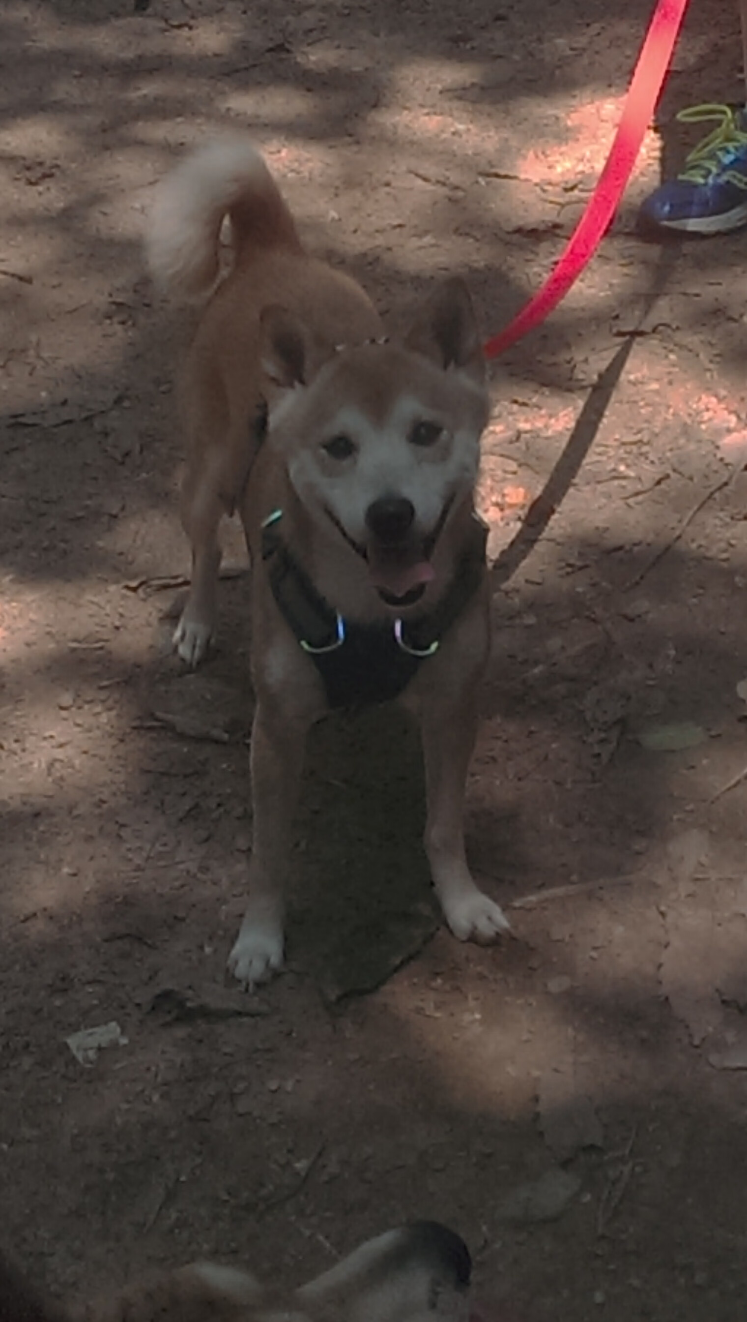 金靴凯恩导演逆转奇迹，瑞士生死时刻的戏剧性救赎