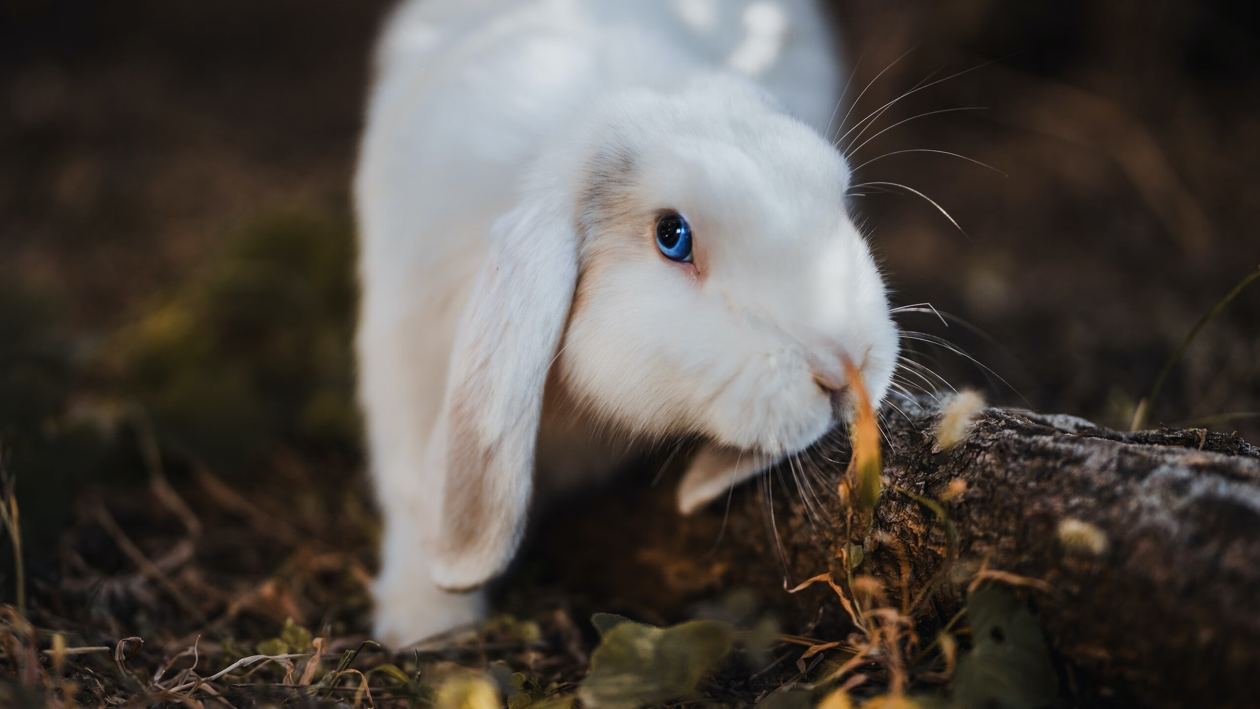 硝烟中的手术刀，切特冷血时刻与凯尔特人的血色胜利