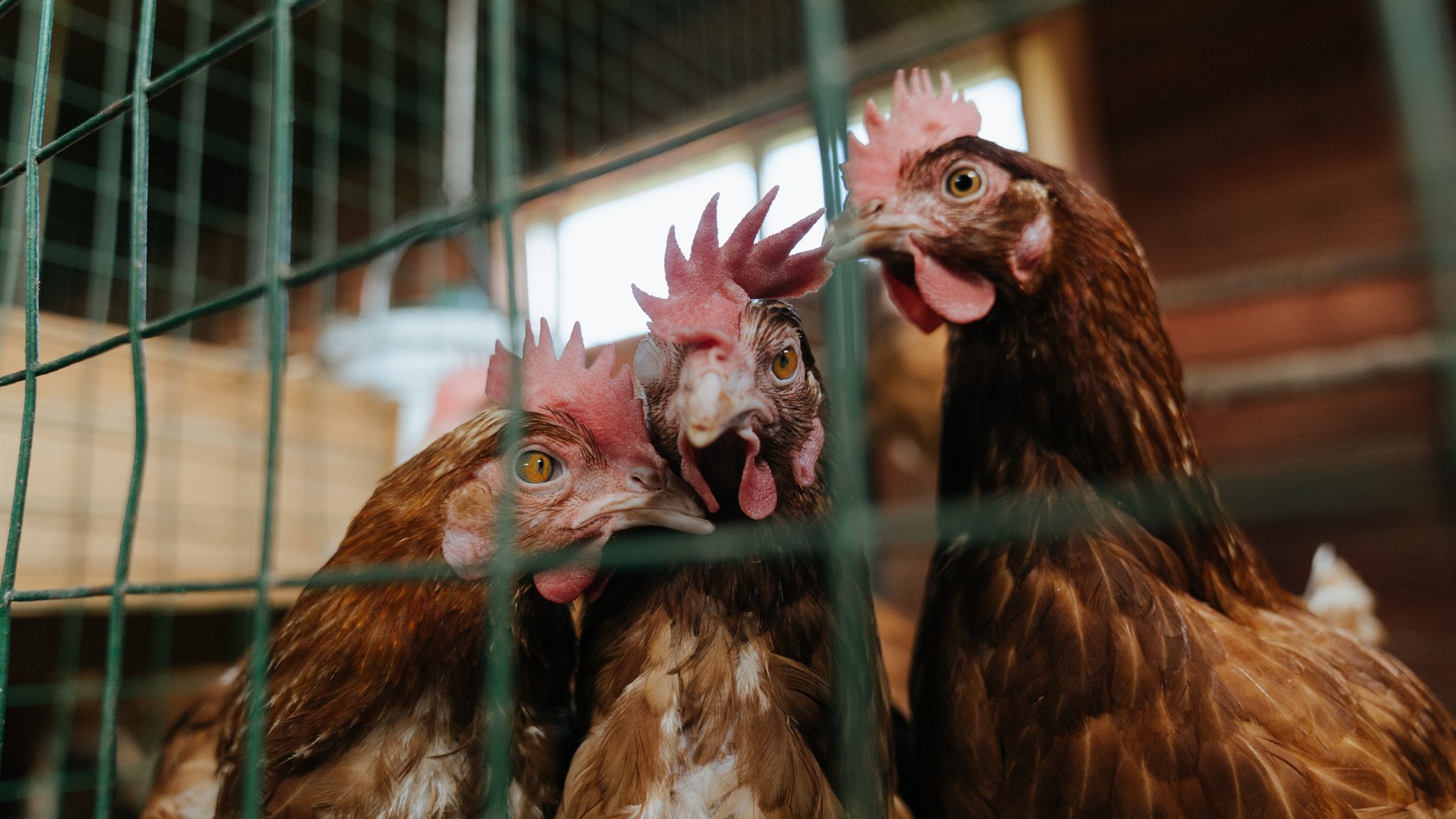 爱游戏体育-亚平宁的冷雨夜，魔笛绝响与新王加冕，姆巴佩一锤定音，罗马掀翻克罗地亚