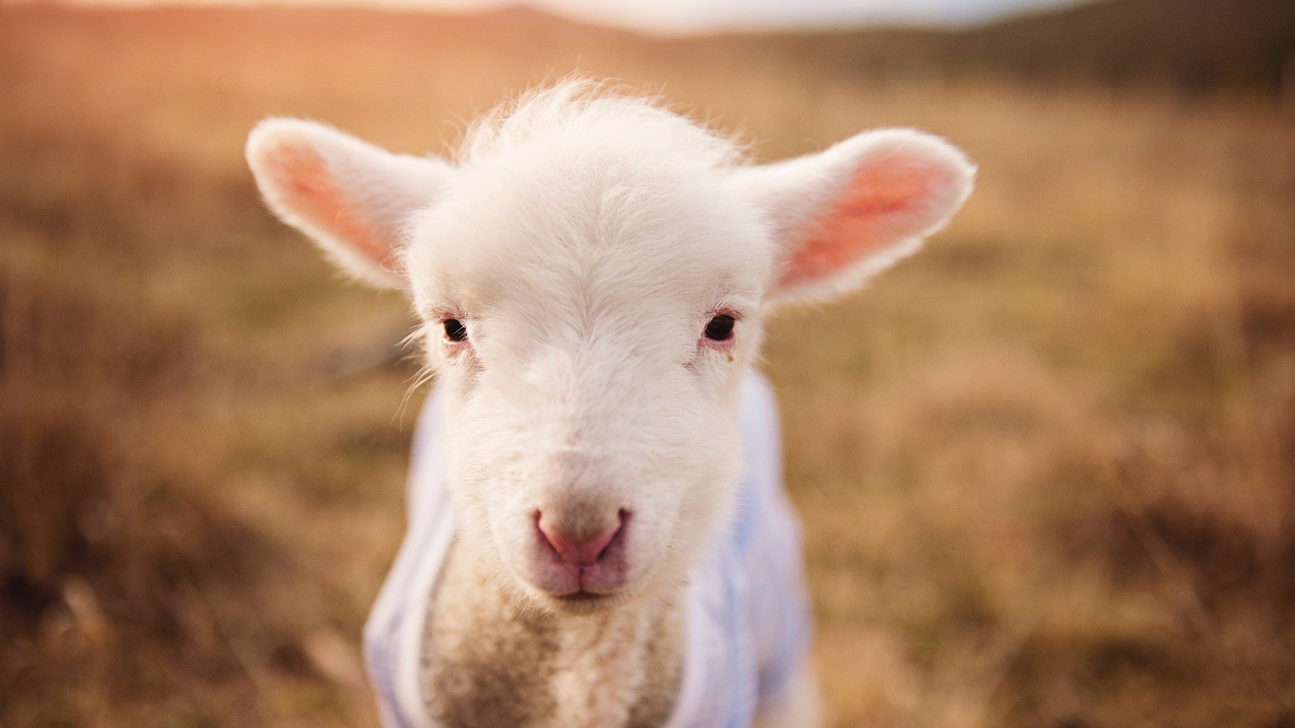 爱游戏tv-东方利拉德！浙江后卫群梦幻防守，跨洋战术击溃灰熊进攻体系