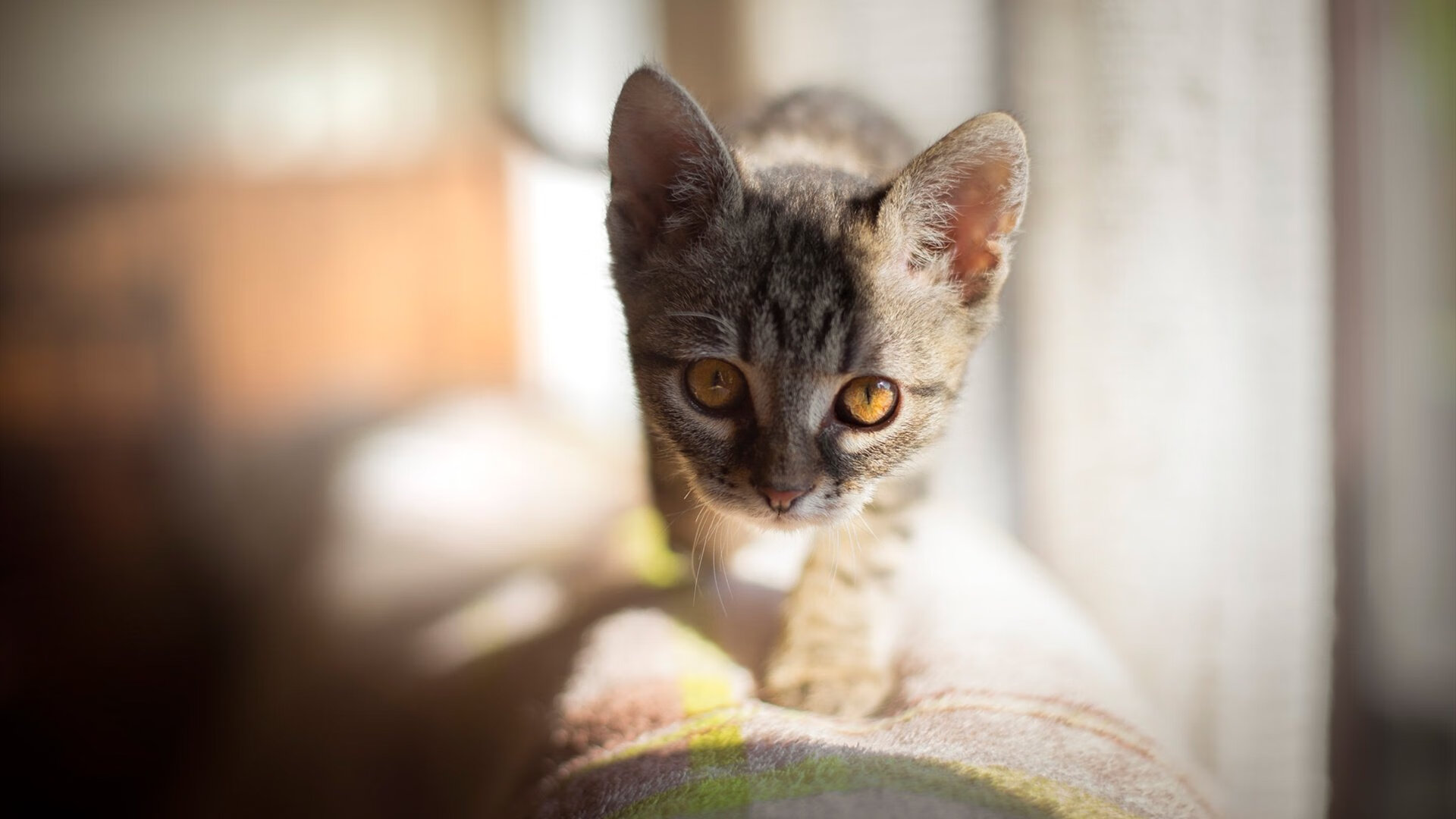 引擎低吼如祈祷，布鲁诺在F1街道赛之夜的圣徒时刻