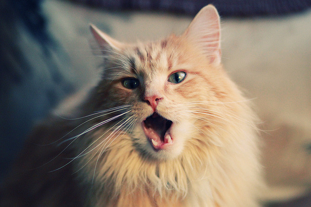 美加墨世界杯焦点战,爱尔兰加时鏖战惊险取胜,巴萨梦碎北美赛场