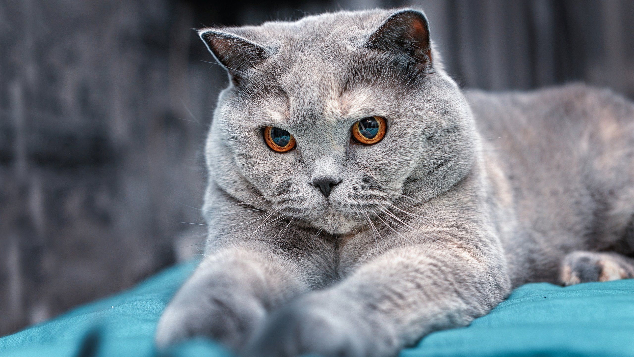 排名战引爆南半球!秘鲁狂胜澳大利亚改写足球版图