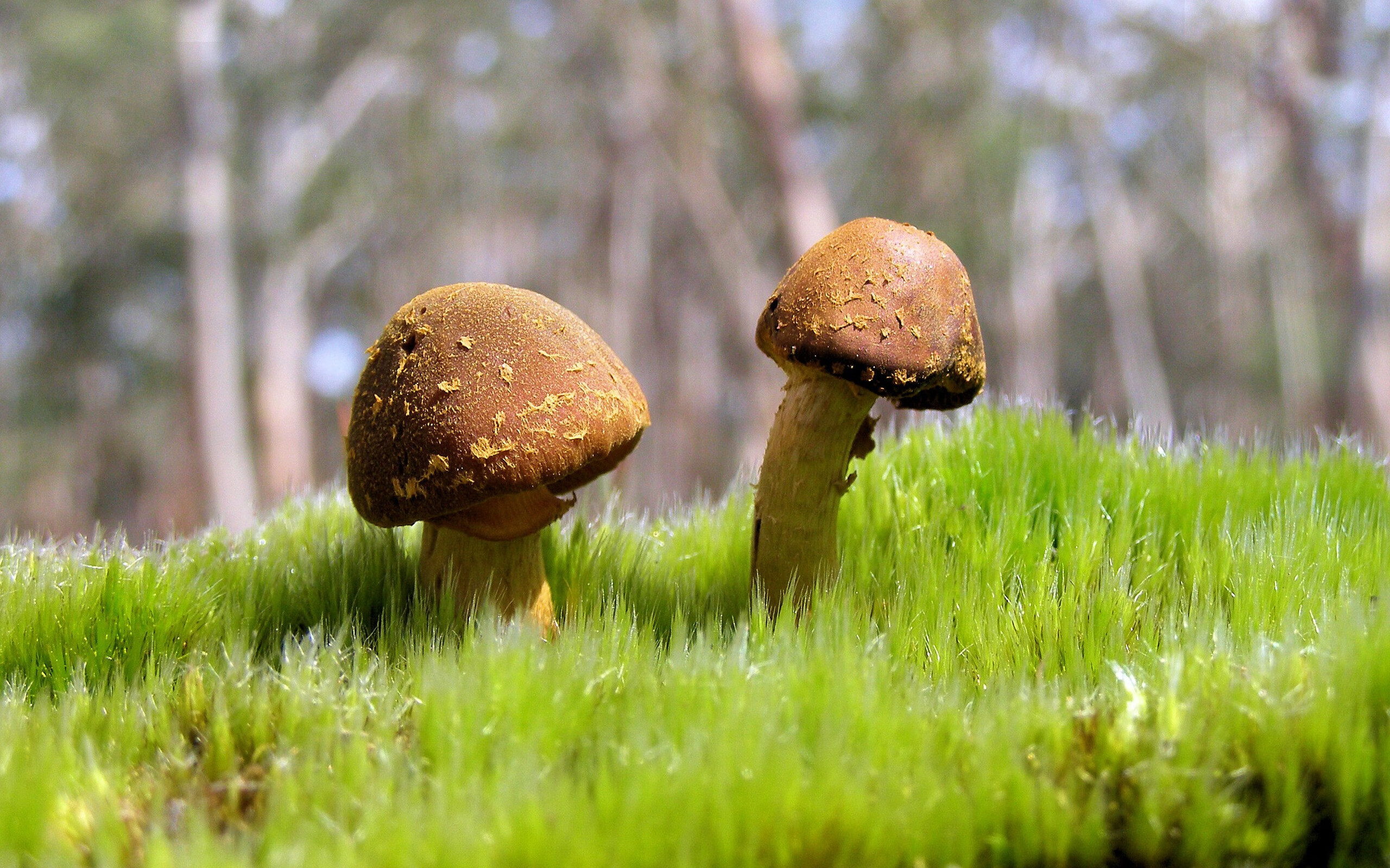 当深圳大运中心嘘声四起，哈利伯顿在13亿人注视下完成救赎