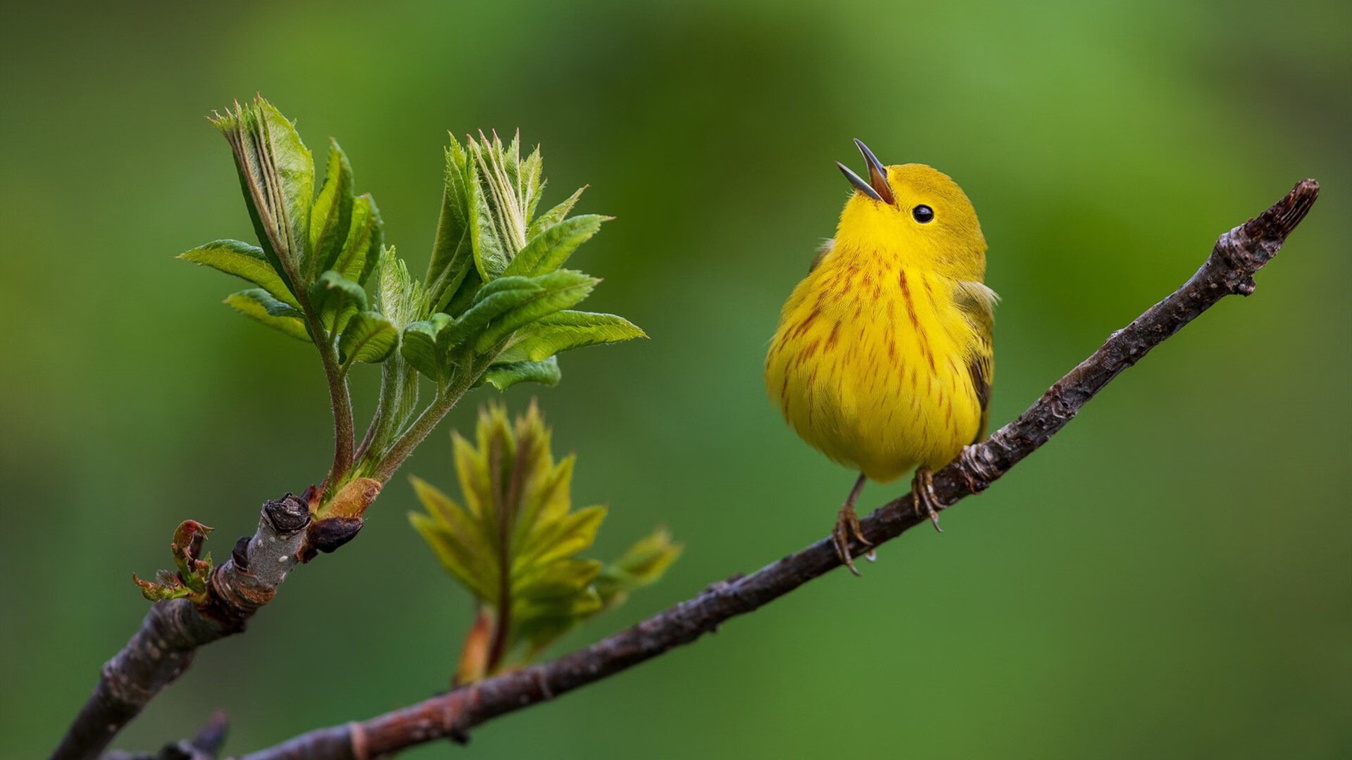 双重征服日，当托尼与切尔西同时展现统治力的终极形态