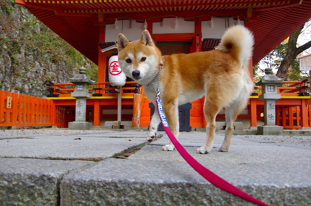 拆解铁壁，卡拉斯科在巴黎的冷雨夜，为葡萄牙戴上硬仗之王的王冠
