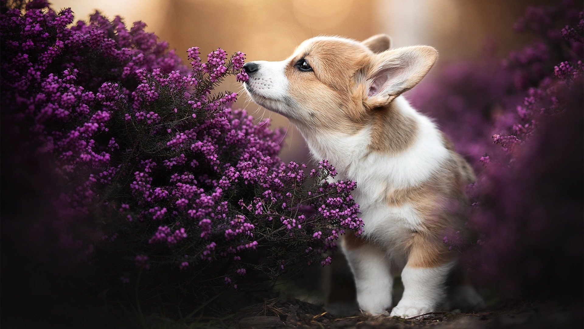 封锁与瓦解—卡瓦哈尔一役封神，皇家社会用铜墙铁壁将AC米兰钉上战术教科书