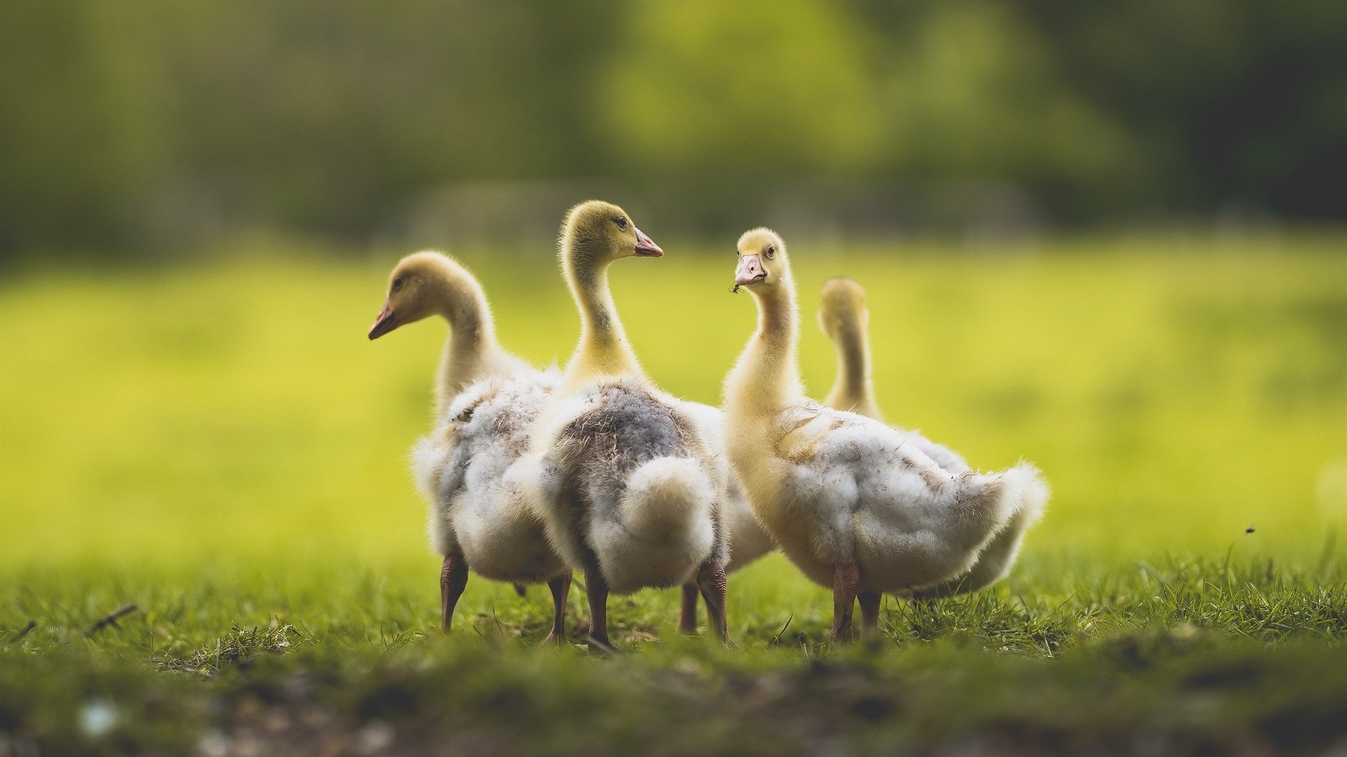 跨越大陆的双重奏，当安哥拉粉碎神话，帕尔默在NBA书写新篇