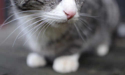 救赎与割席,格列兹曼里程碑之夜与皇马争冠路上的关键一步