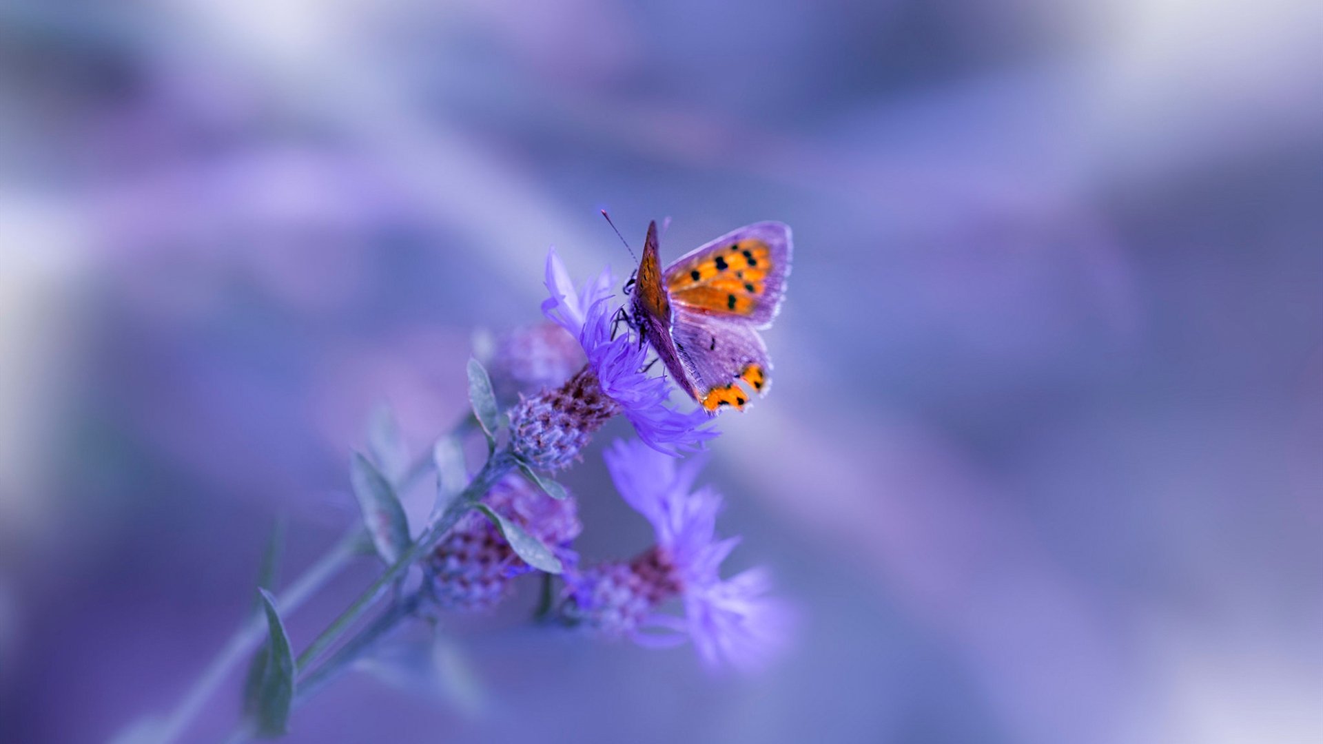 基米希独舞,丹麦猎手于暮色中带走蓝军,一场英雄主义与战术幽灵的角力