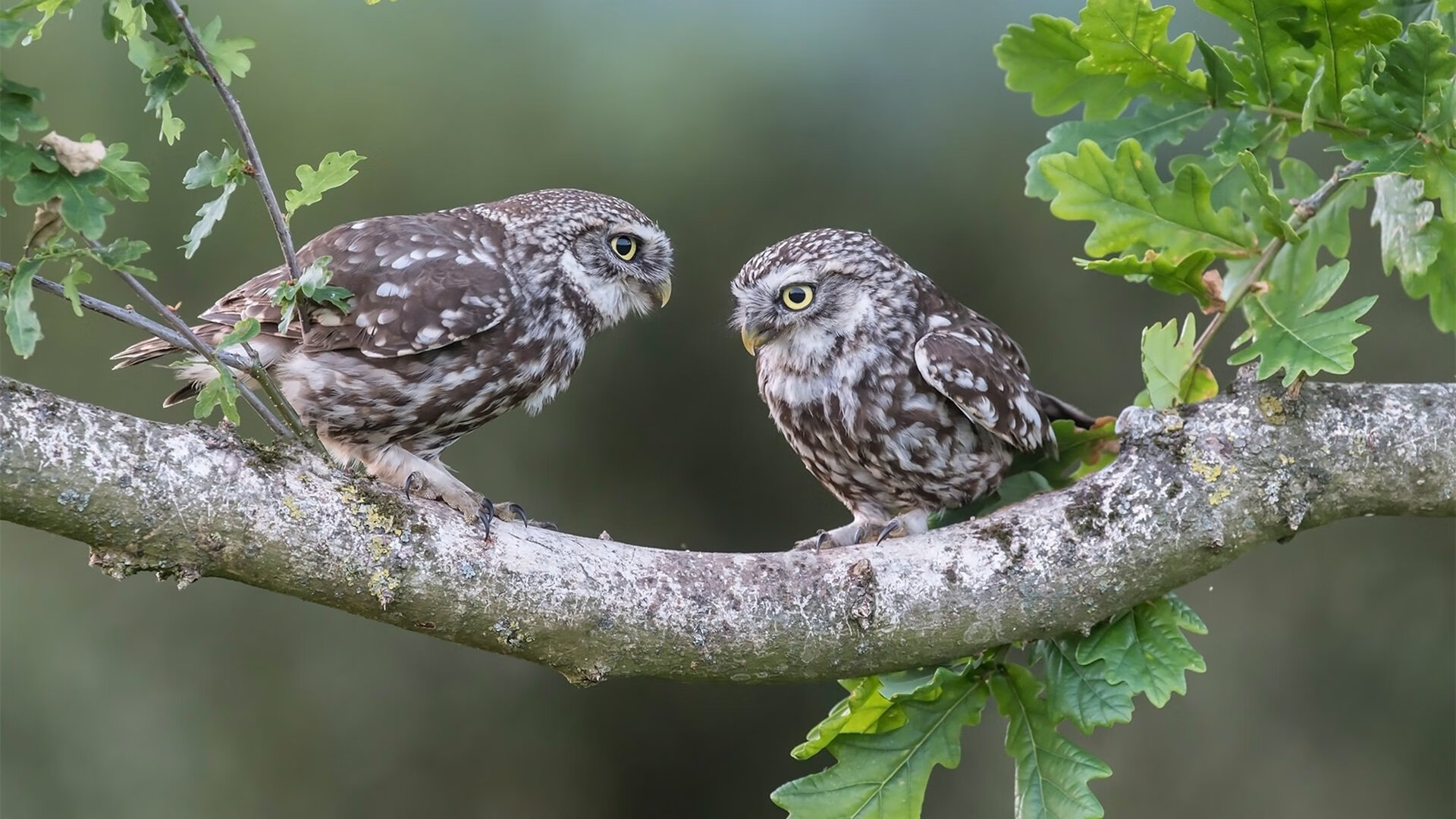 德里赫特连珠炮得分显威,几内亚补时绝杀逆转马竞