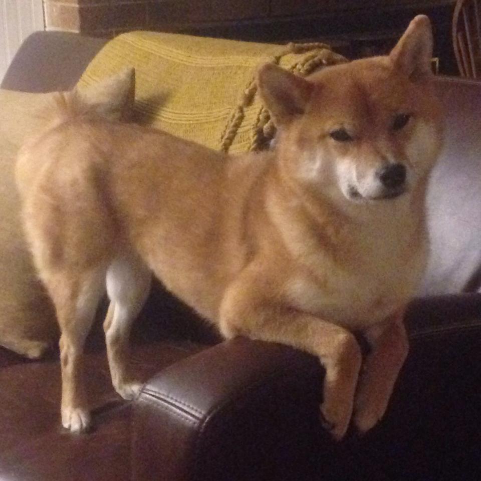 篮球平行宇宙，约基奇51分狂潮未歇，山西压哨三分绝杀雷霆